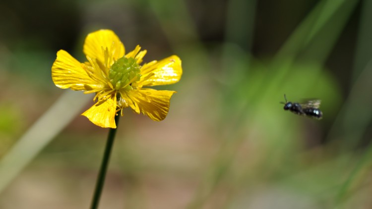 Fonds d'cran Nature Fleurs bouton d'or et fourmi volante