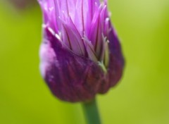 Fonds d'cran Nature Fleur de ciboulette