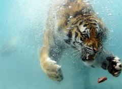 Wallpapers Animals Tigres