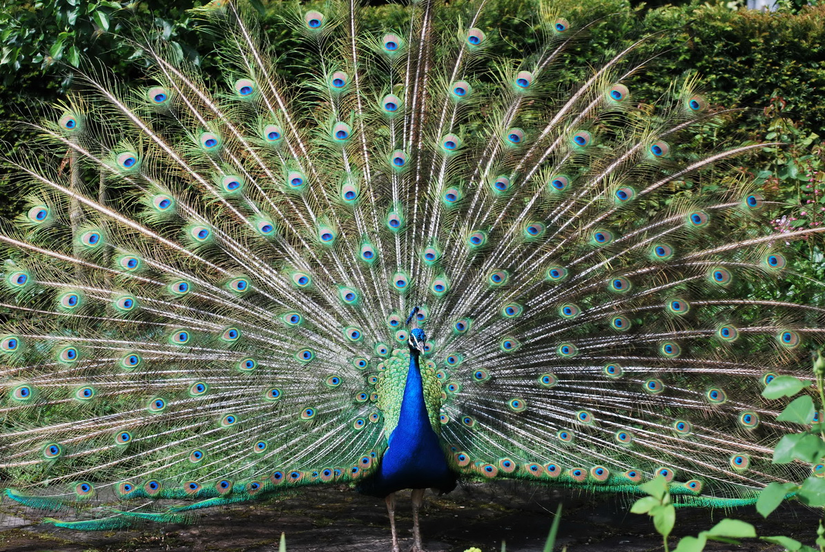 Wallpapers Animals Birds - Peacocks Parade amoureuse du Paon