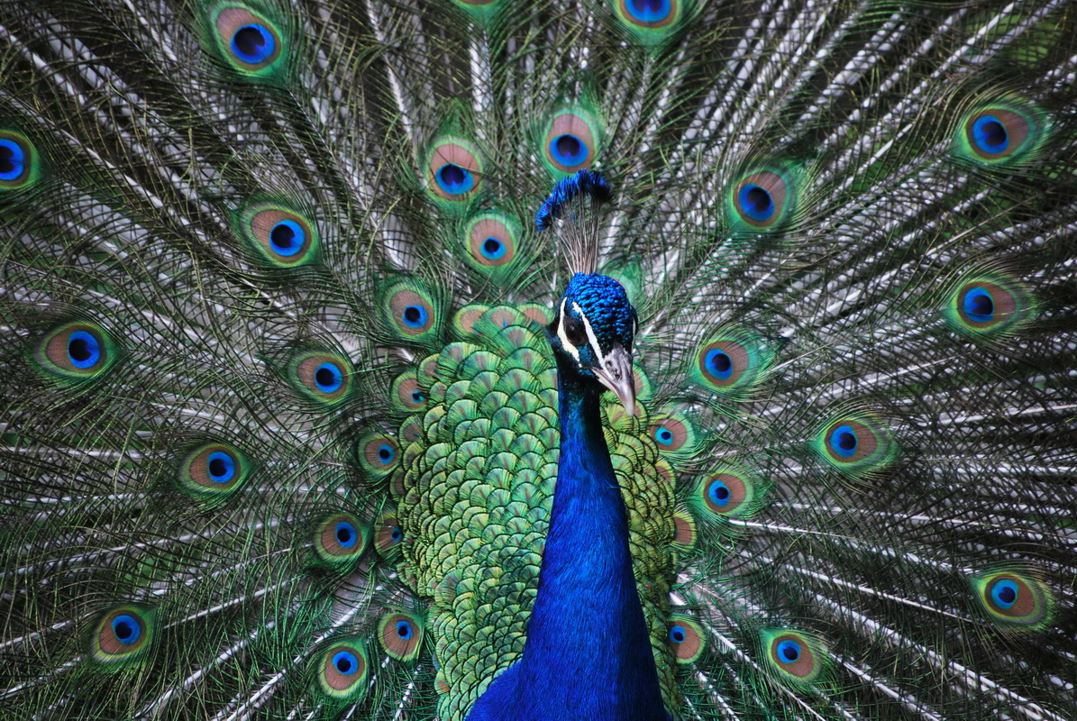 Fonds d'cran Animaux Oiseaux - Paons Parade amoureuse du Paon