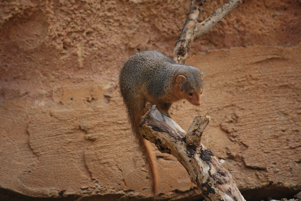 Fonds d'cran Animaux Divers 