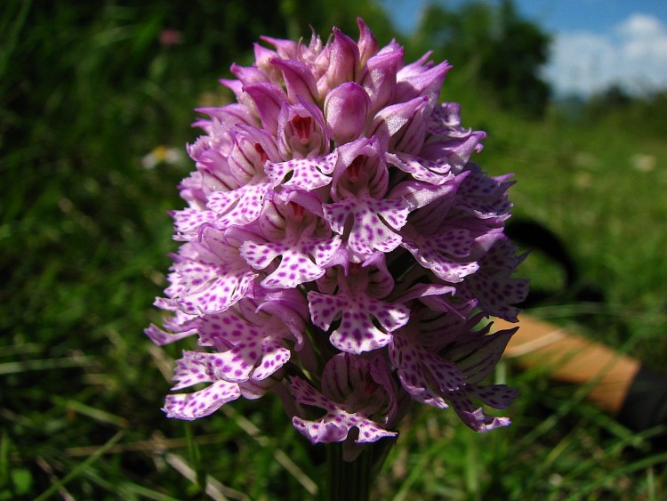 Fonds d'cran Nature Fleurs Orchis pyramidal