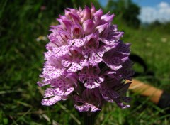 Fonds d'cran Nature Orchis pyramidal