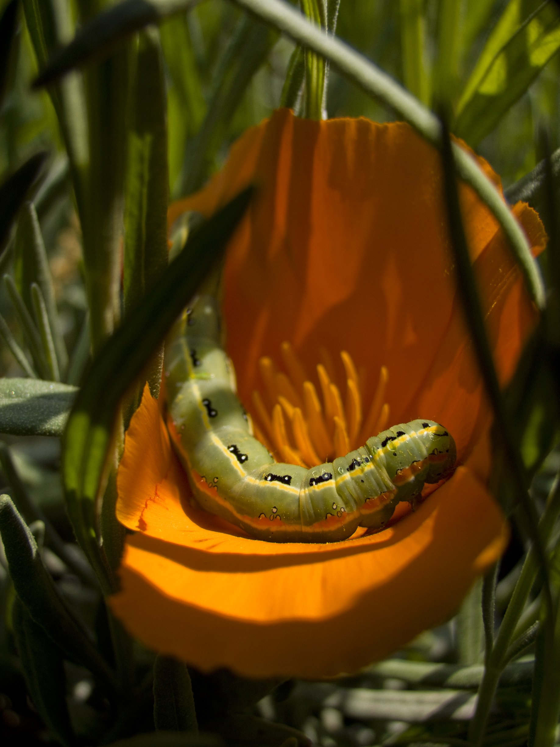 Wallpapers Animals Insects - Caterpillars 