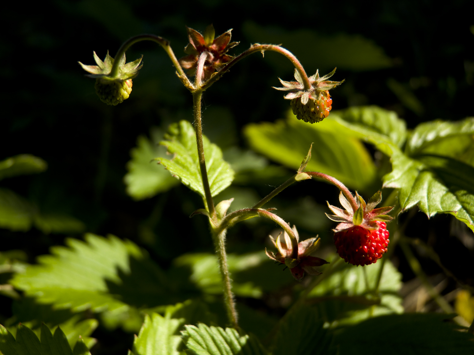 Wallpapers Nature Fruits 