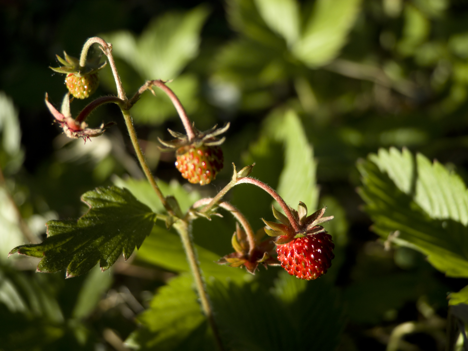 Wallpapers Nature Fruits 