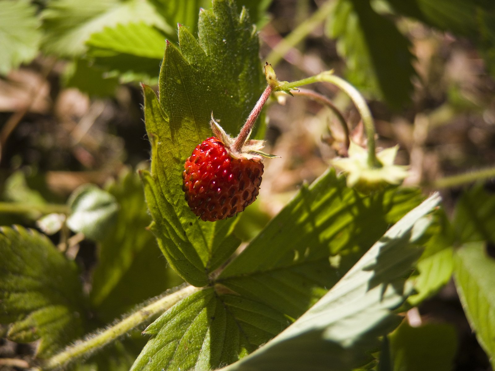 Wallpapers Nature Fruits fraise des bois