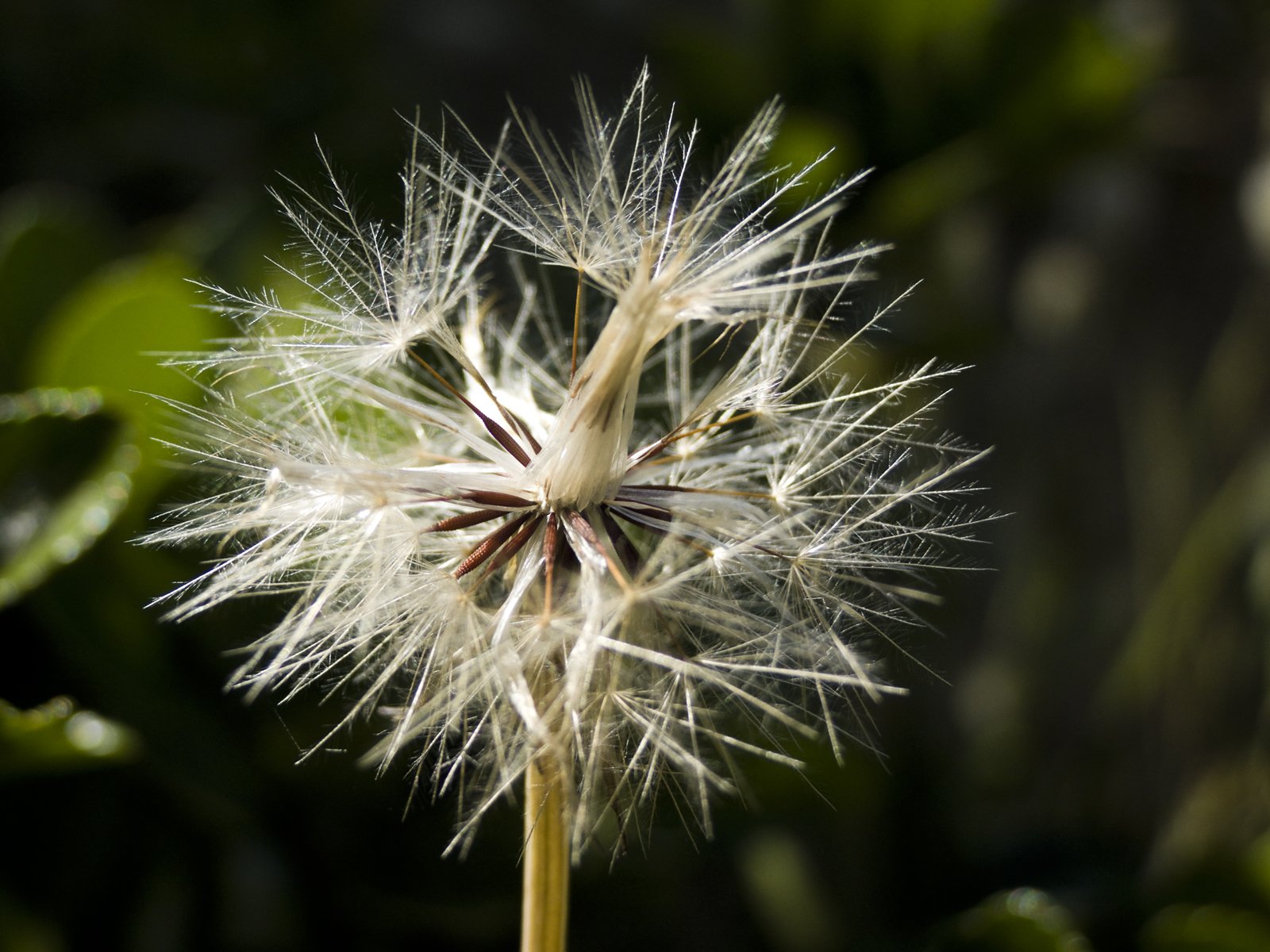 Wallpapers Nature Flowers 