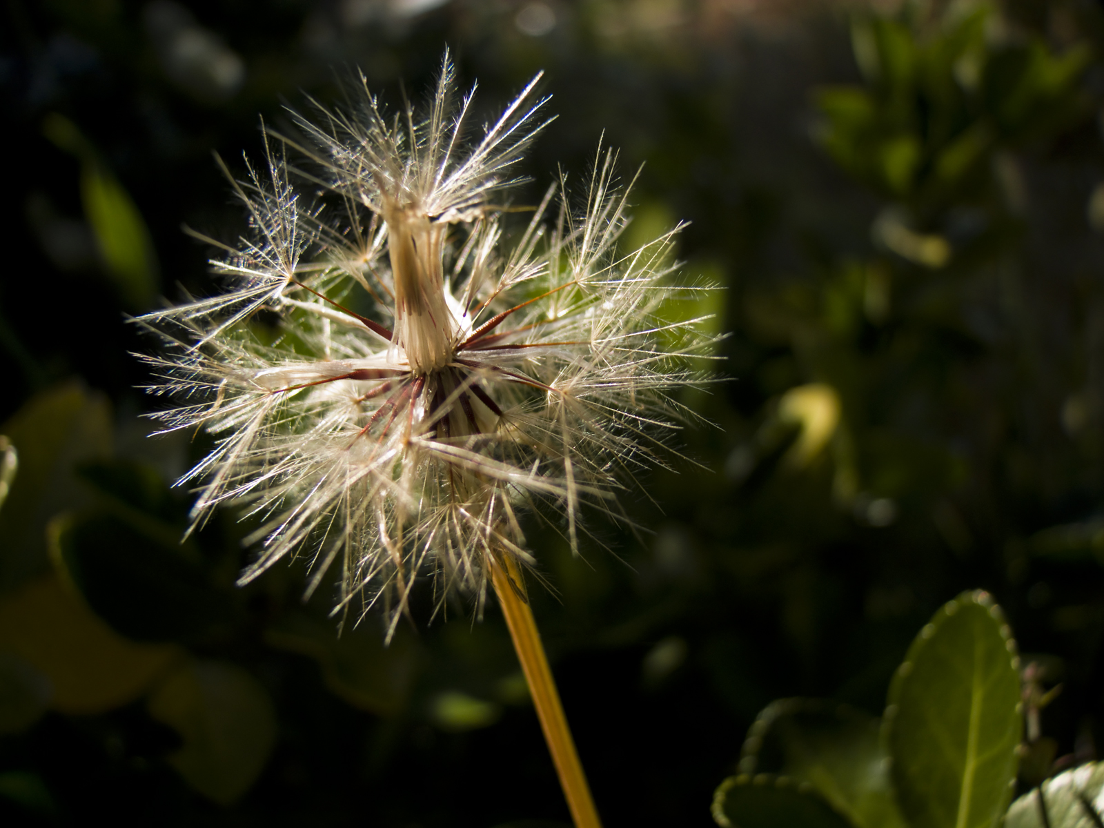 Wallpapers Nature Flowers 