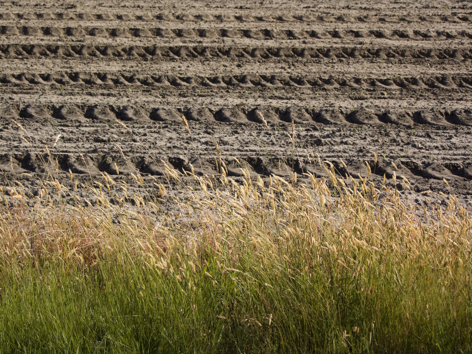 Fonds d'cran Nature Champs - Prairies 