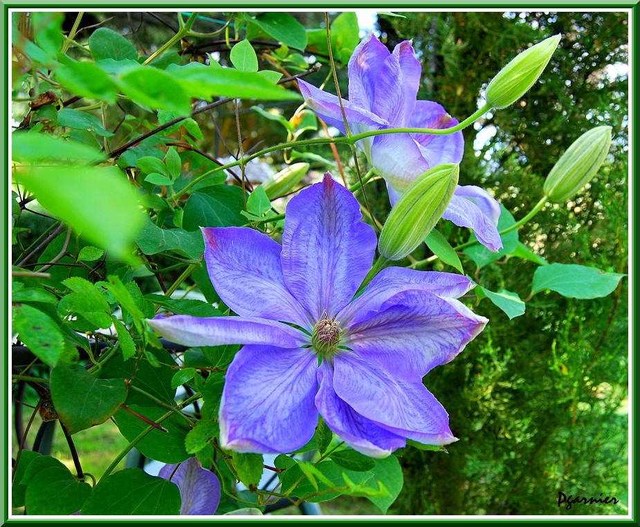 Wallpapers Nature Flowers Fleurs de printemps.