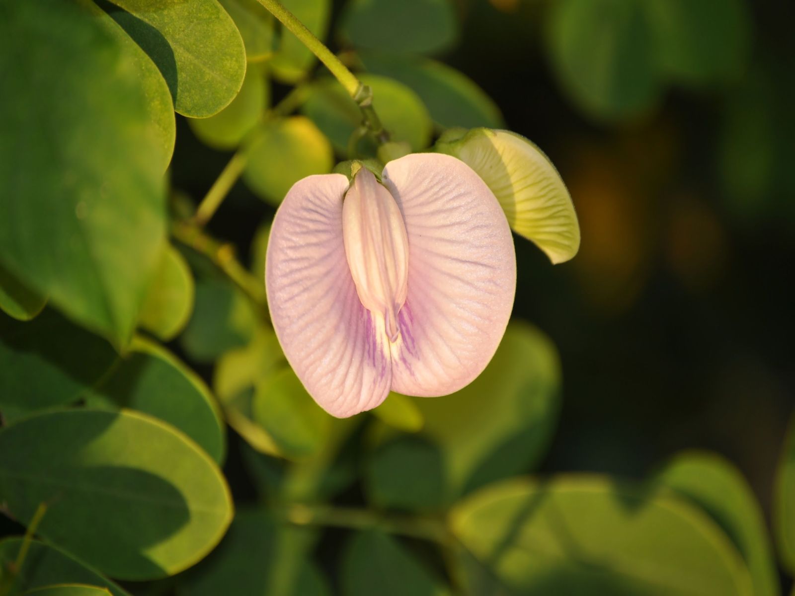 Fonds d'cran Nature Fleurs minie fleur