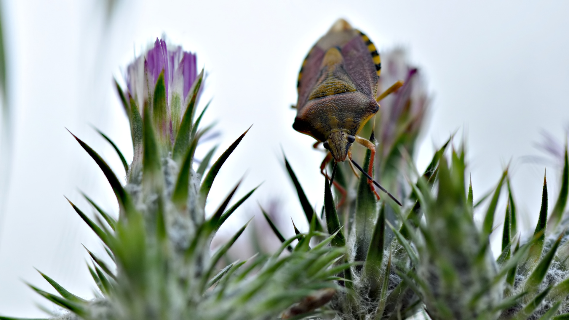 Fonds d'cran Animaux Insectes - Punaises autre punaise...