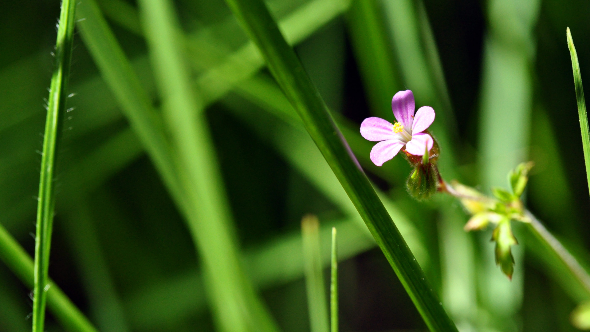 Fonds d'cran Nature Fleurs petite fleur