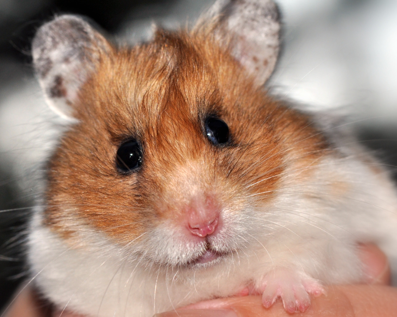 Wallpapers Animals Rodents - Hamsters regard de hamster