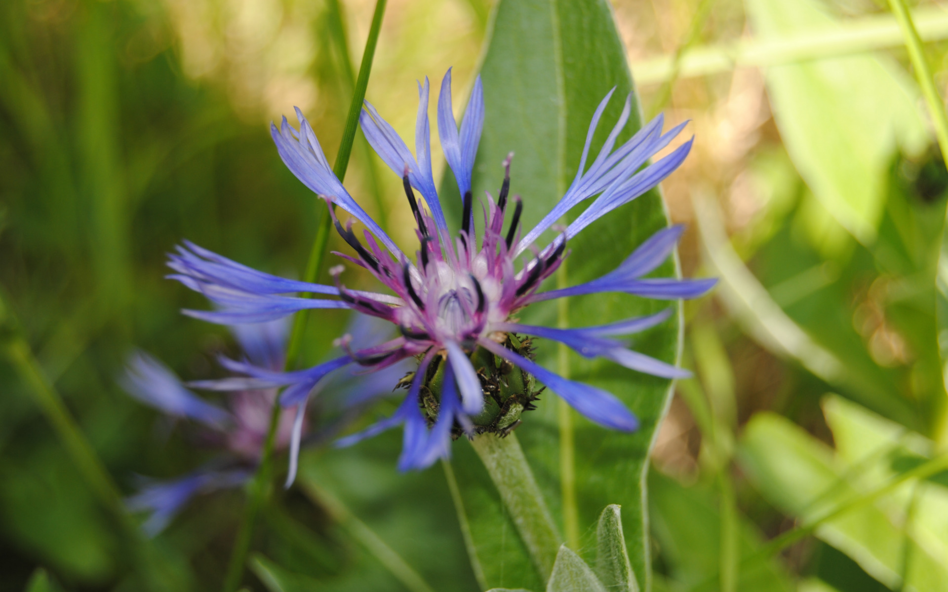 Wallpapers Nature Flowers Fleurs mauves