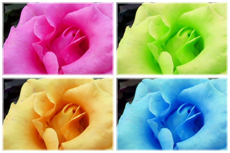 Wallpapers Nature Flowers 4 roses...