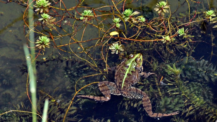 Fonds d'cran Animaux Grenouilles - Crapauds camouflage...