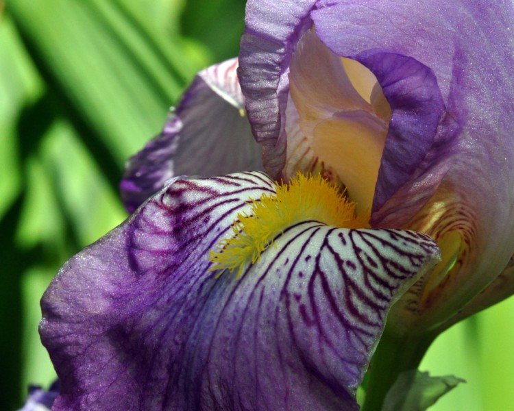 Fonds d'cran Nature Fleurs iris