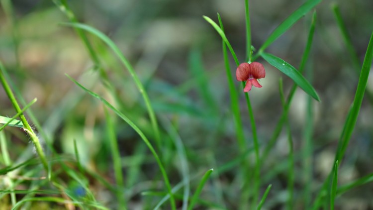 Fonds d'cran Nature Fleurs toute petite fleur...