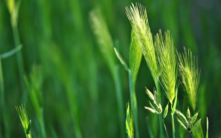 Fonds d'cran Nature Herbes espigaou