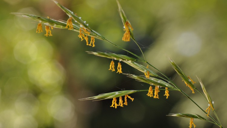 Fonds d'cran Nature Herbes herbes...