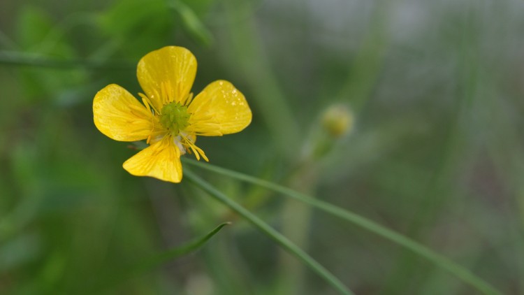 Fonds d'cran Nature Fleurs bouton d'or