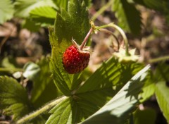 Wallpapers Nature fraise des bois