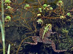 Fonds d'cran Animaux camouflage...