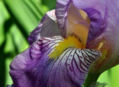 Fonds d'cran Nature iris