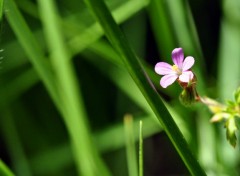 Fonds d'cran Nature petite fleur