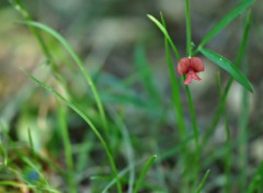 Fonds d'cran Nature toute petite fleur...