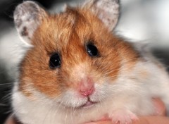 Wallpapers Animals regard de hamster