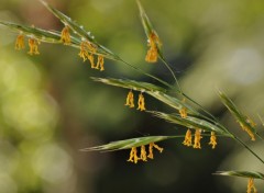 Fonds d'cran Nature herbes...