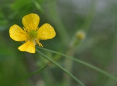 Fonds d'cran Nature bouton d'or