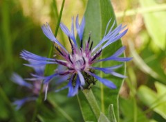 Wallpapers Nature Fleurs mauves