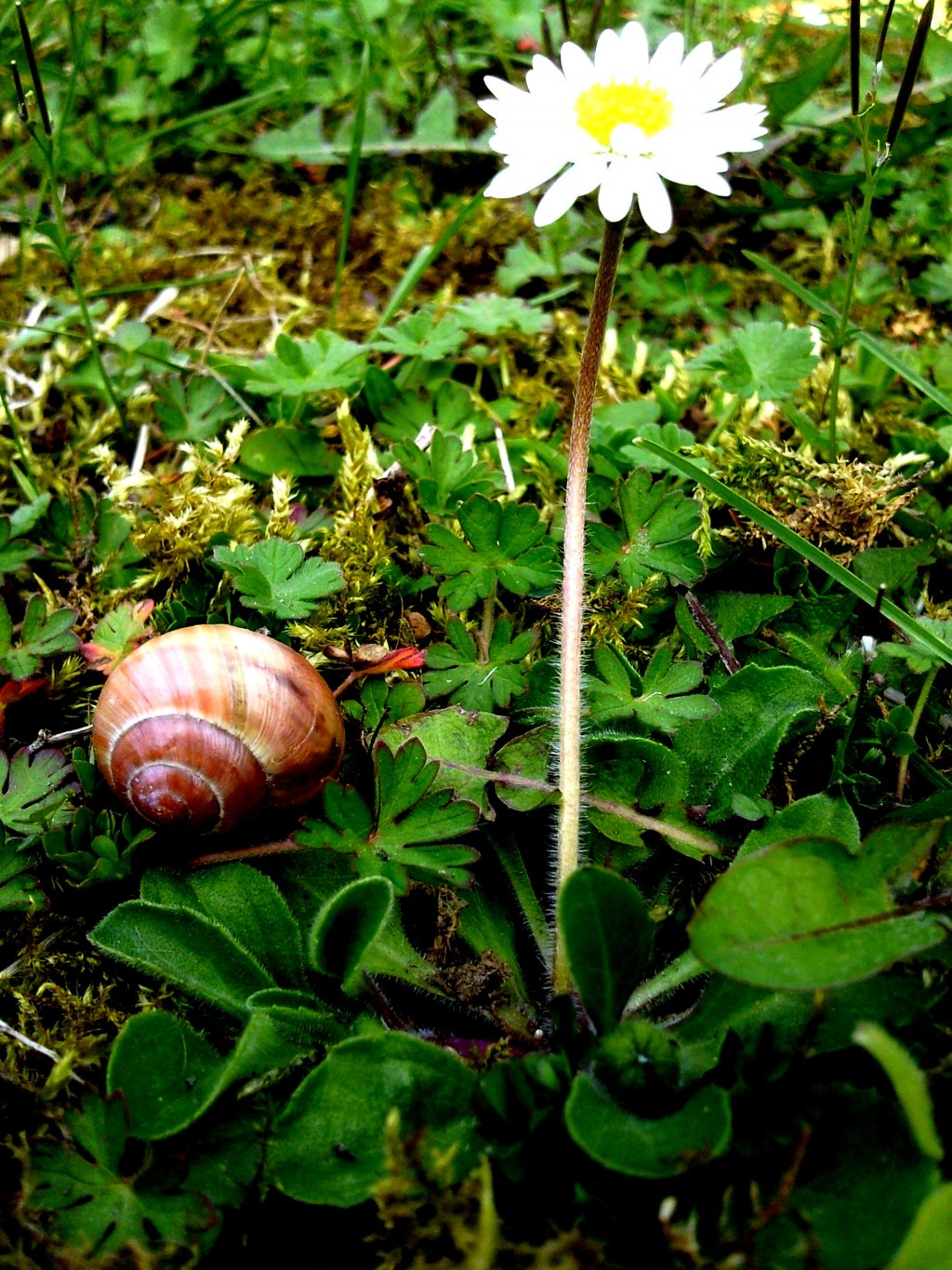 Fonds d'cran Nature Fleurs 