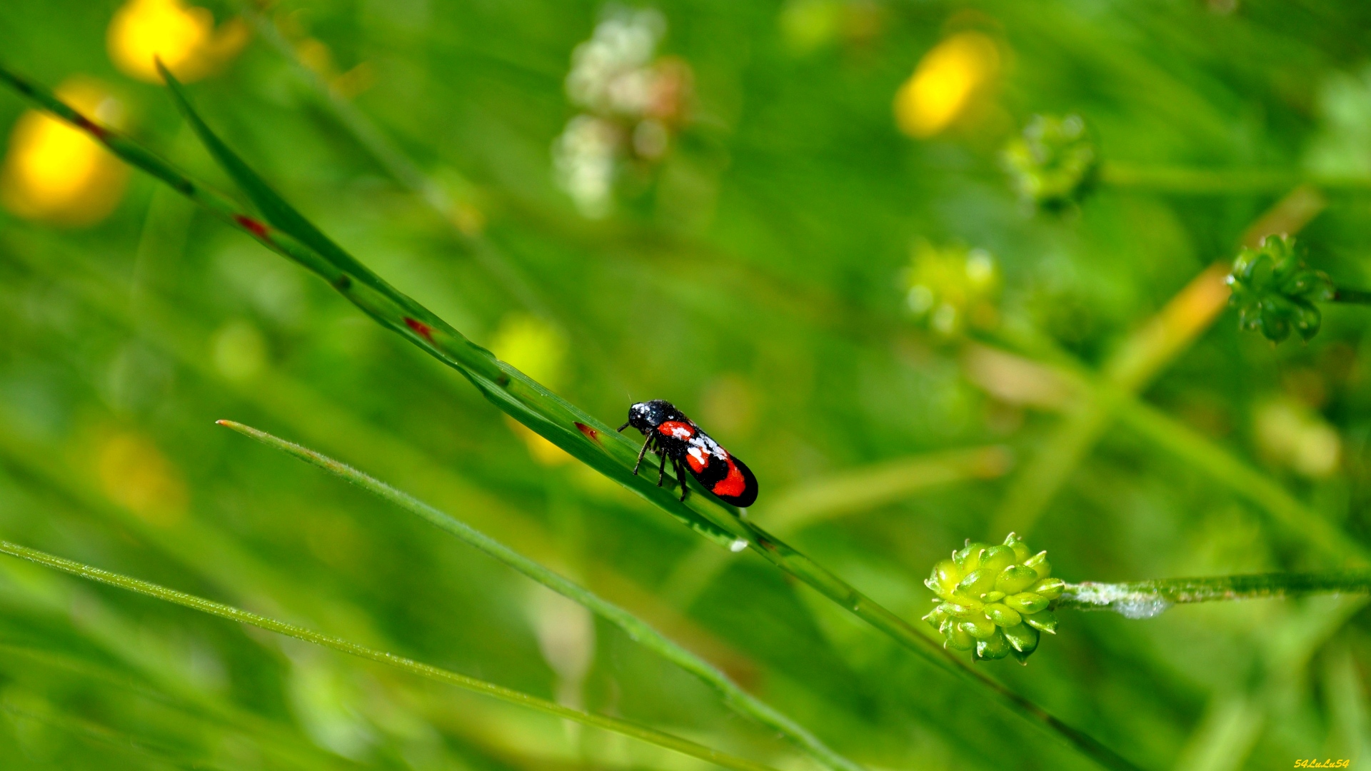 Fonds d'cran Animaux Insectes - Divers NATURE INSECTE FLEURS