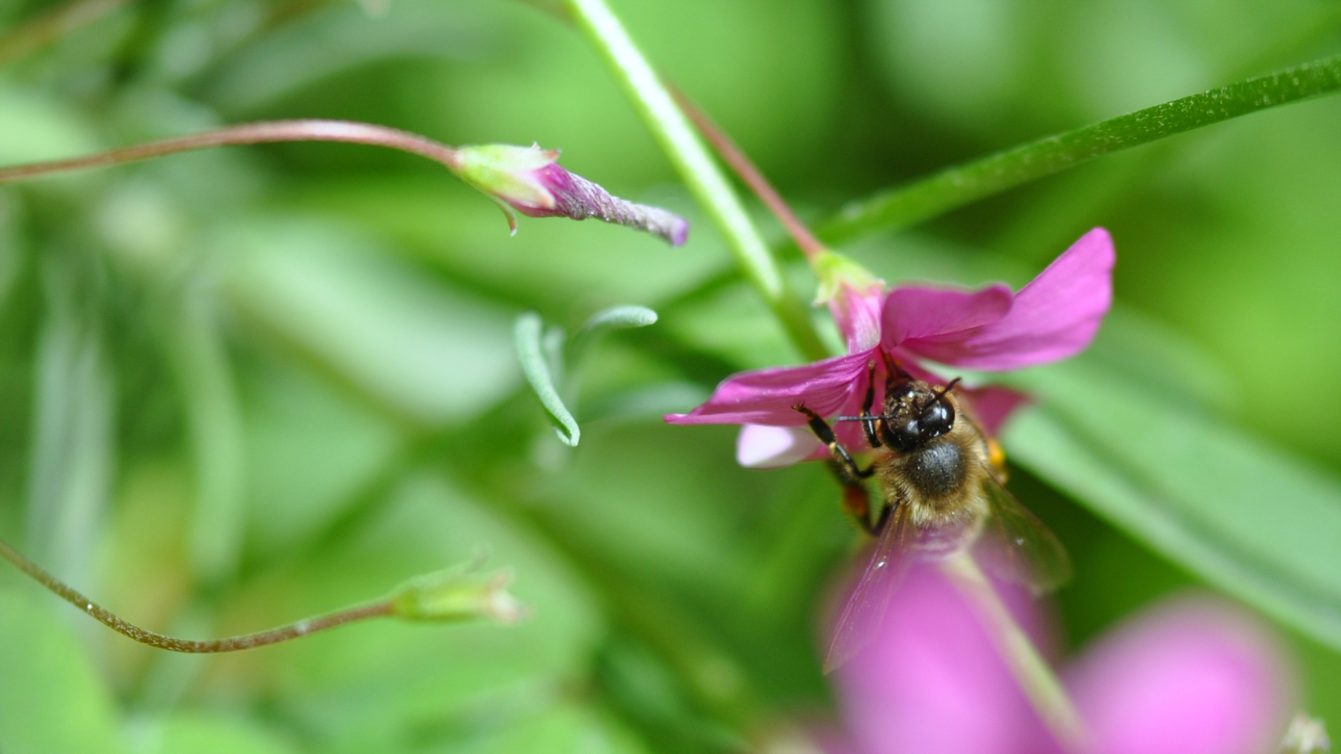 Fonds d'cran Animaux Insectes - Abeilles Gupes ... butinage...