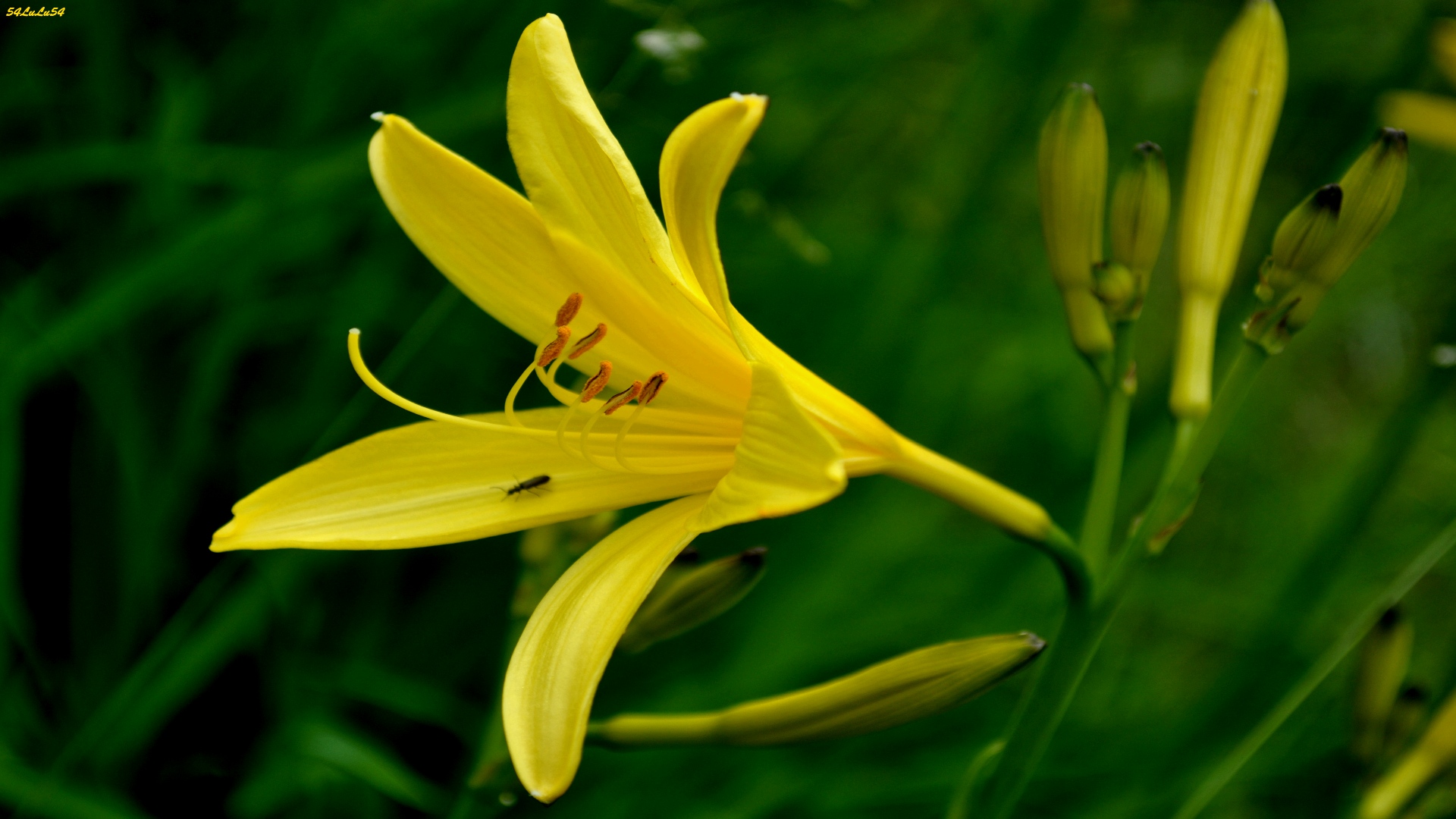 Fonds d'cran Art - Numrique Nature - Fleurs NATURE FLEURS