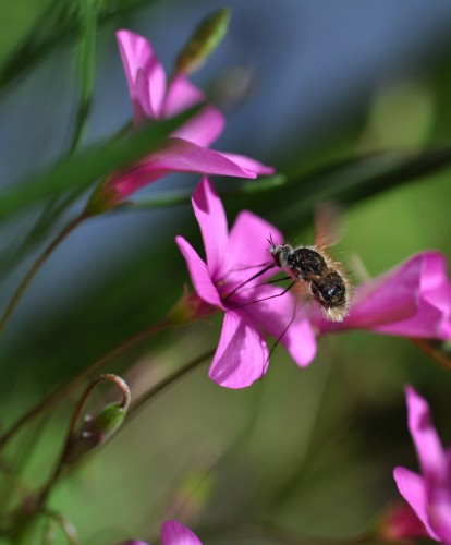 Fonds d'cran Animaux Insectes - Abeilles Gupes ... butiner...