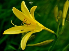 Fonds d'cran Art - Numrique NATURE FLEURS