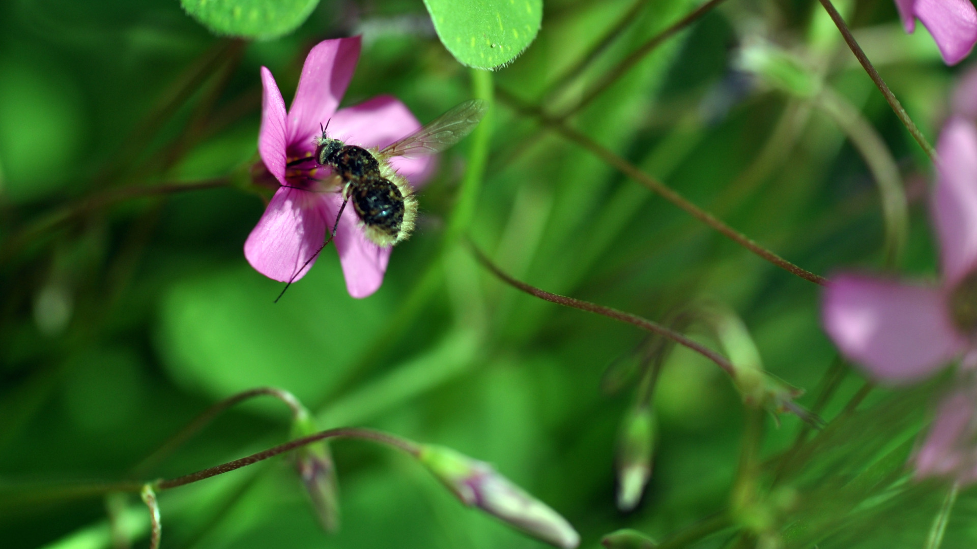 Fonds d'cran Animaux Insectes - Abeilles Gupes ... 