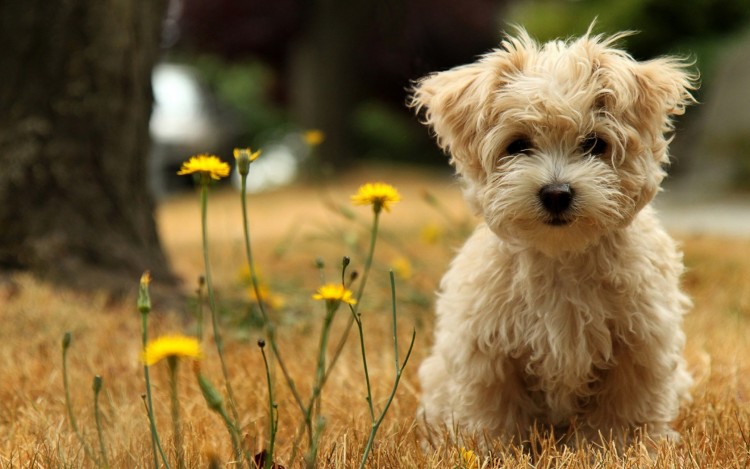 Fonds d'cran Animaux Chiens Puppy