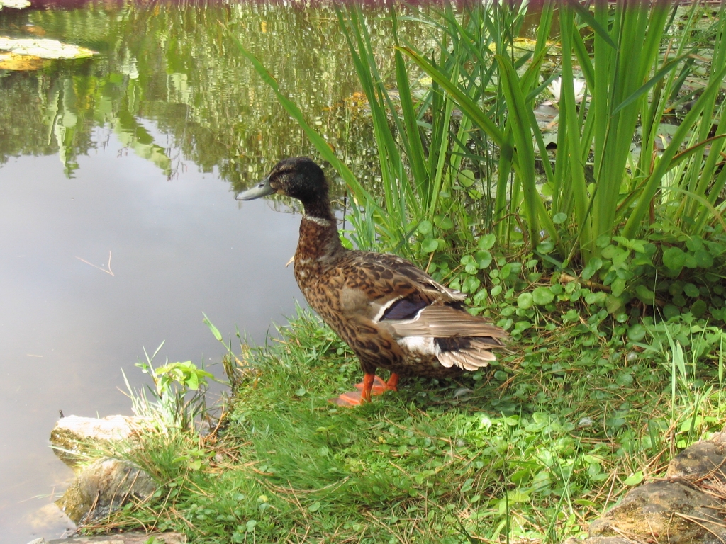 Wallpapers Animals Birds - Ducks 