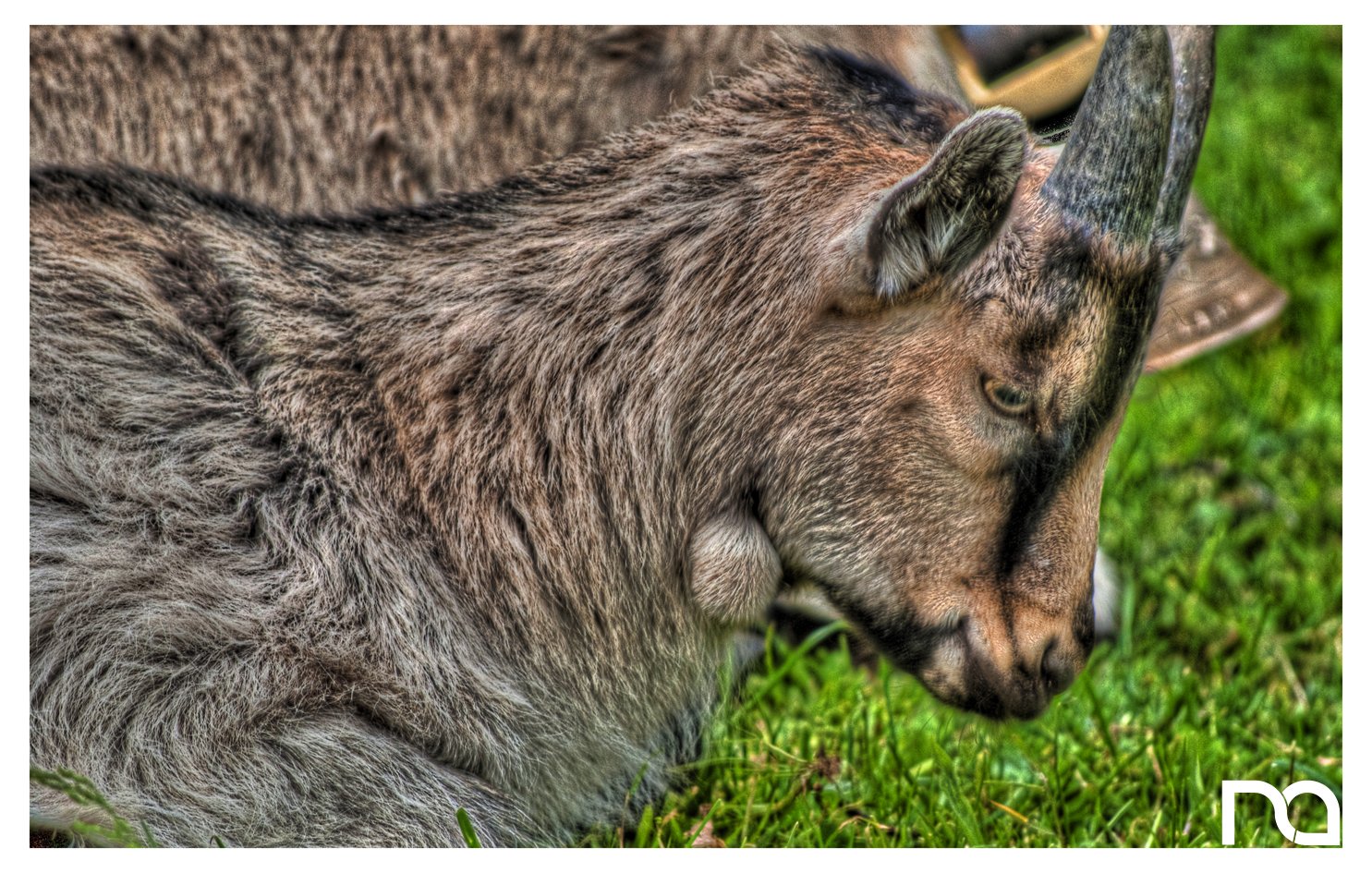 Wallpapers Animals Ibex HDR Petit bouquetin