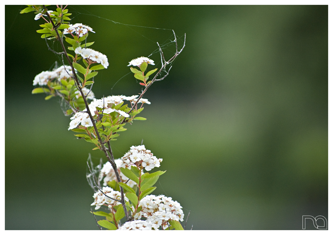 Fonds d'cran Nature Fleurs Fleur