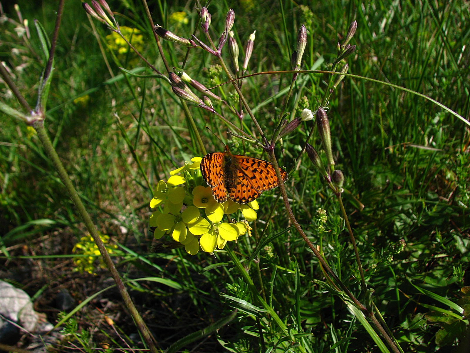 Wallpapers Animals Insects - Butterflies le nacr de la ronce