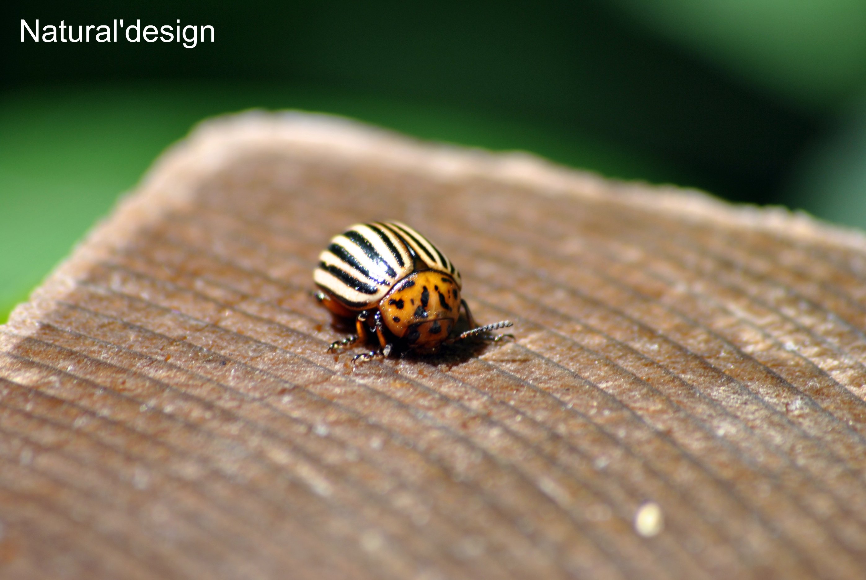 Fonds d'cran Animaux Insectes - Divers 